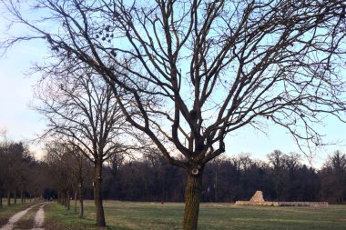 Gün batımında parkta iki sıra ağaçla çevrili bir yol.