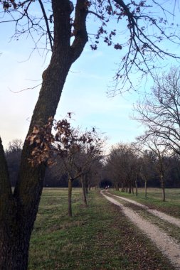 Gün batımında parkta iki sıra ağaçla çevrili bir yol.