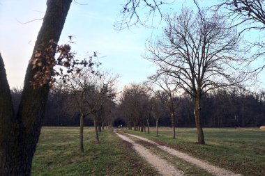 Gün batımında parkta iki sıra ağaçla çevrili bir yol.