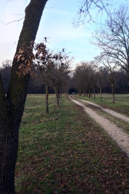 Gün batımında parkta iki sıra ağaçla çevrili bir yol.