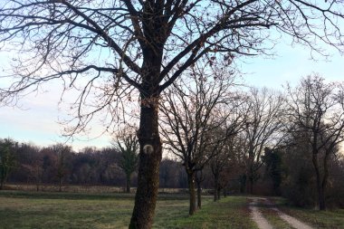 Gün batımında parkta iki sıra ağaçla çevrili bir yol.