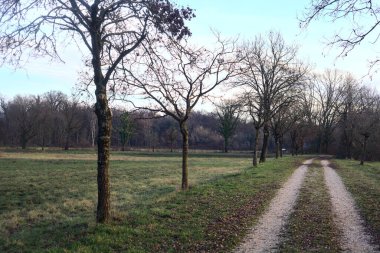 Gün batımında parkta iki sıra ağaçla çevrili bir yol.