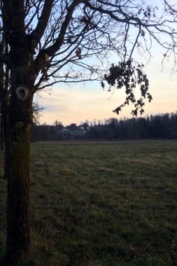 Çıplak ağaçlarla dolu patikanın yanındaki çayır ve gün batımında parkta bir köşk.