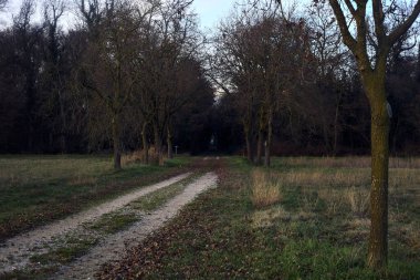 Gün batımında gölgede bir ormanda giden sıra sıra ağaçların arasındaki yol.