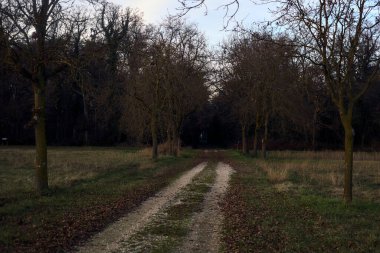 Gün batımında gölgede bir ormanda giden sıra sıra ağaçların arasındaki yol.