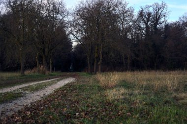 Gün batımında gölgede bir ormanda giden sıra sıra ağaçların arasındaki yol.