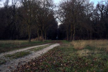 Gün batımında gölgede bir ormanda giden sıra sıra ağaçların arasındaki yol.