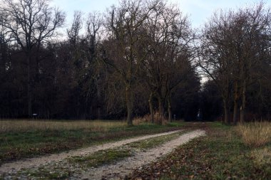 Gün batımında gölgede bir ormanda giden sıra sıra ağaçların arasındaki yol.