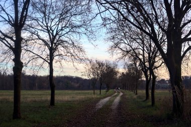Gün batımında parkta iki sıra ağaçla çevrili bir yol.