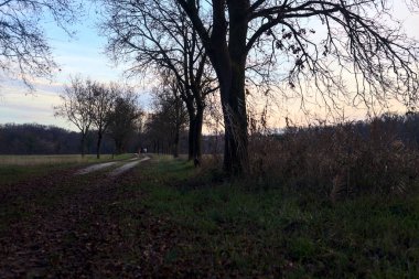 Gün batımında parkta iki sıra ağaçla çevrili bir yol.