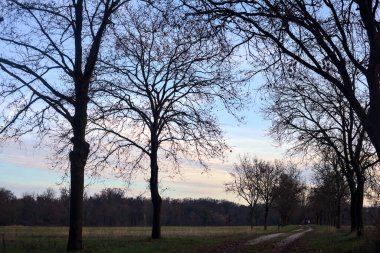 Gün batımında parkta iki sıra ağaçla çevrili bir yol.