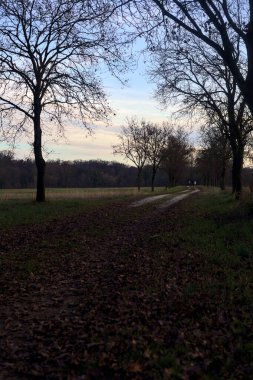 Gün batımında parkta iki sıra ağaçla çevrili bir yol.