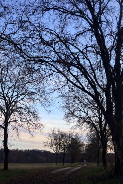 Gün batımında parkta iki sıra ağaçla çevrili bir yol.