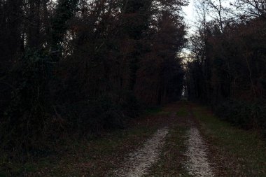 Gün batımında parkın ortasında yapraklarla kaplı bir patika.