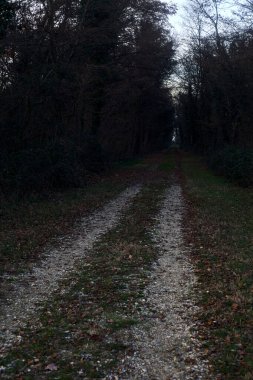 Gün batımında parkın ortasında yapraklarla kaplı bir patika.