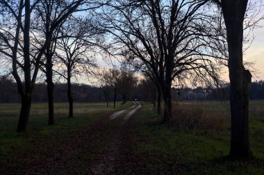 Gün batımında parkta iki sıra ağaçla çevrili bir yol.
