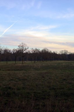 Gün batımında parkta iki sıra ağaçla çevrili bir yol.