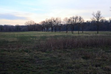 Gün batımında parkta iki sıra ağaçla çevrili bir yol.