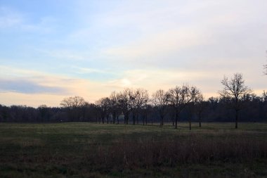 Gün batımında parkta iki sıra ağaçla çevrili bir yol.