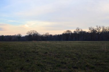 Gün batımında parkta iki sıra ağaçla çevrili bir yol.