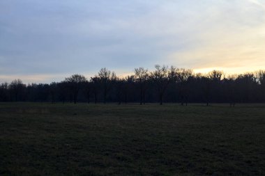 Gün batımında parkta iki sıra ağaçla çevrili bir yol.