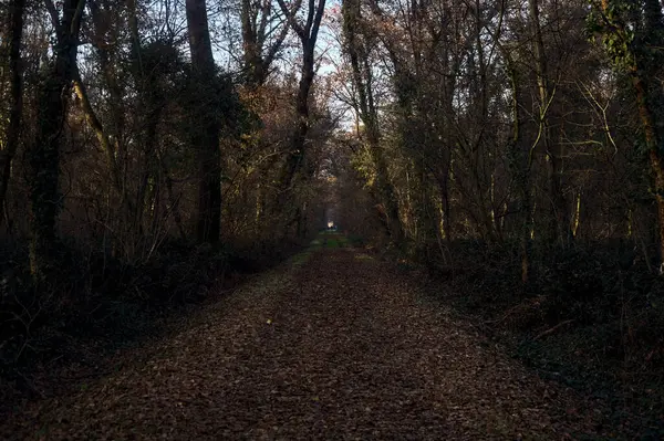 Gün batımında parkın ortasında yapraklarla kaplı bir patika.