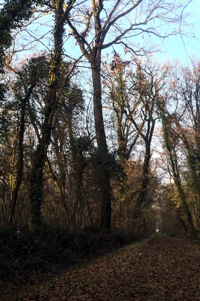 Gün batımında parkın ortasında yapraklarla kaplı bir patika.