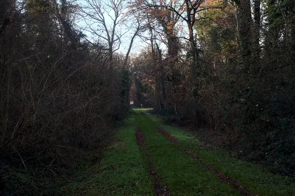Gün batımında parkın ortasında yapraklarla kaplı bir patika.