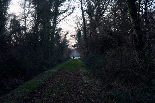 Gün batımında parkın ortasında yapraklarla kaplı bir patika.