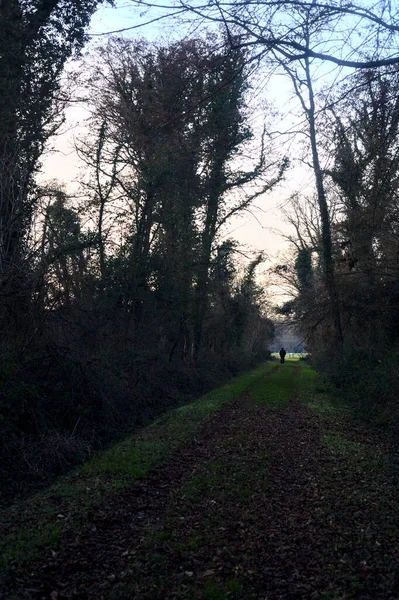 Gün batımında parkın ortasında yapraklarla kaplı bir patika.