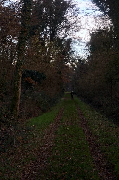 Gün batımında parkın ortasında yapraklarla kaplı bir patika.