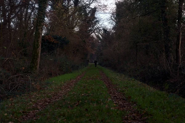 Gün batımında parkın ortasında yapraklarla kaplı bir patika.