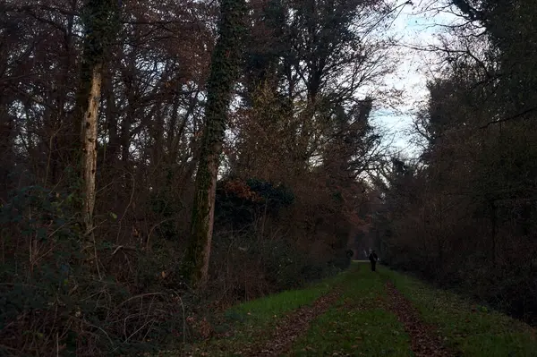 Gün batımında parkın ortasında yapraklarla kaplı bir patika.