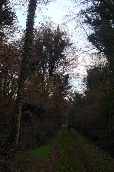 Gün batımında parkın ortasında yapraklarla kaplı bir patika.