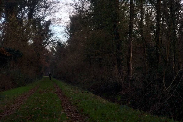 Gün batımında parkın ortasında yapraklarla kaplı bir patika.