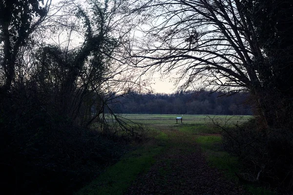 Bir çayıra giden ve gün batımında parkın sonundaki bir ağaçla biten patika.