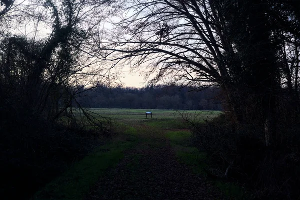 Bir çayıra giden ve gün batımında parkın sonundaki bir ağaçla biten patika.