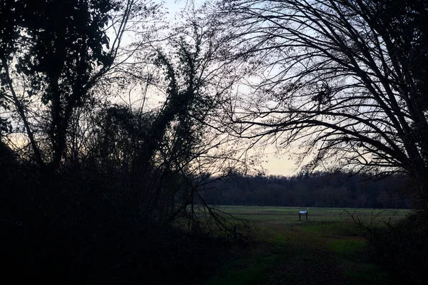 Bir çayıra giden ve gün batımında parkın sonundaki bir ağaçla biten patika.