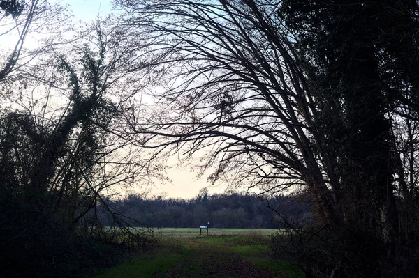 Bir çayıra giden ve gün batımında parkın sonundaki bir ağaçla biten patika.