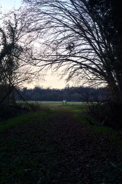 Bir çayıra giden ve gün batımında parkın sonundaki bir ağaçla biten patika.