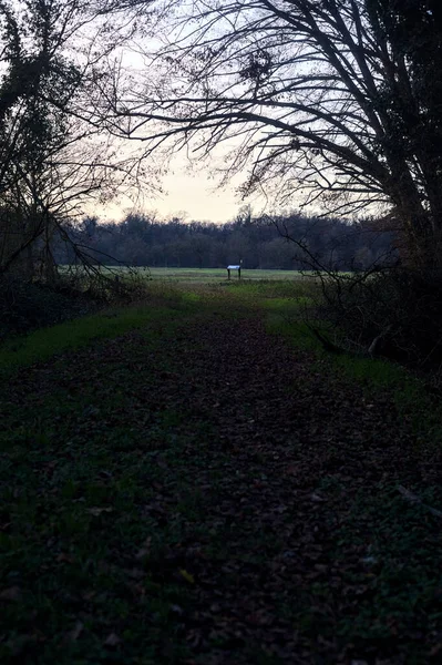 Bir çayıra giden ve gün batımında parkın sonundaki bir ağaçla biten patika.
