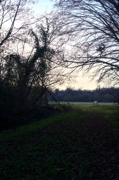 Bir çayıra giden ve gün batımında parkın sonundaki bir ağaçla biten patika.