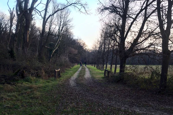 Gün batımında İtalya kırsalında bir orman ve bir sıra ağaçla çevrili bir yol.