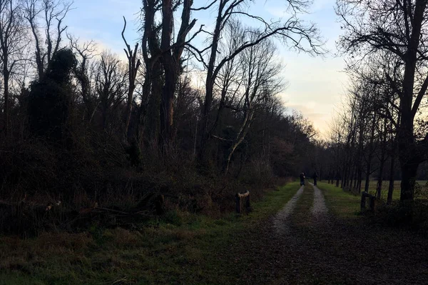 Gün batımında İtalya kırsalında bir orman ve bir sıra ağaçla çevrili bir yol.