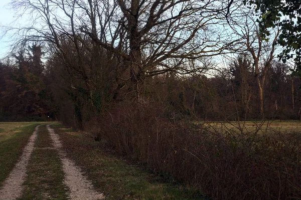 Gün batımında bir çayırın yanındaki ağaçlarla çevrili çakıl yolu.