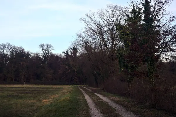 Gün batımında bir çayırın yanındaki ağaçlarla çevrili çakıl yolu.
