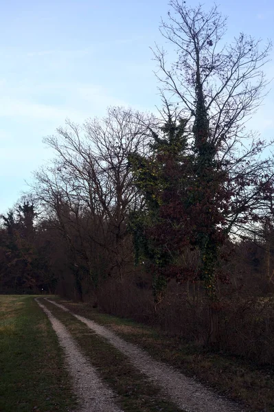Gün batımında bir çayırın yanındaki ağaçlarla çevrili çakıl yolu.