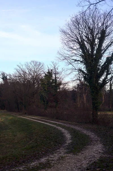 Gün batımında bir çayırın yanındaki ağaçlarla çevrili çakıl yolu.