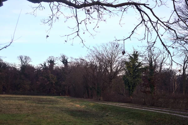 Gün batımında bir çayırın yanındaki ağaçlarla çevrili çakıl yolu.
