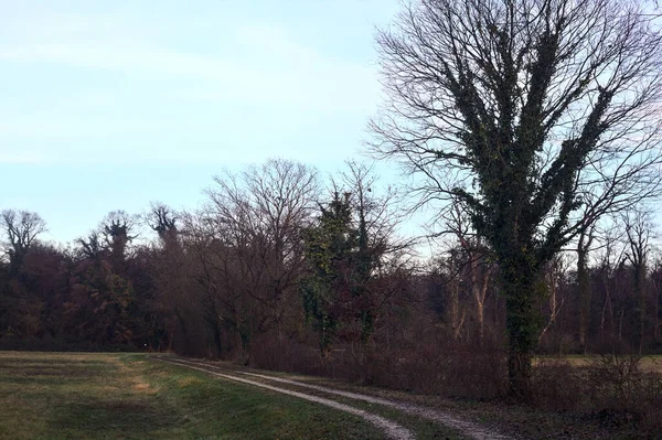 Gün batımında bir çayırın yanındaki ağaçlarla çevrili çakıl yolu.